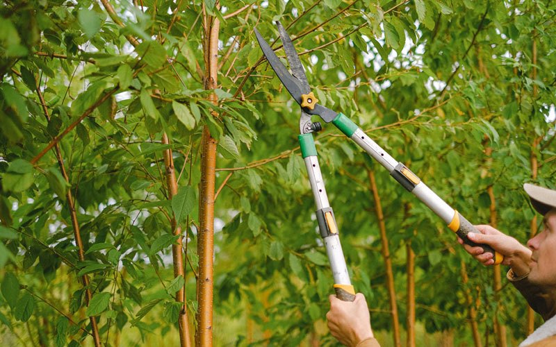 Tree trimming in Solon Springs, WI